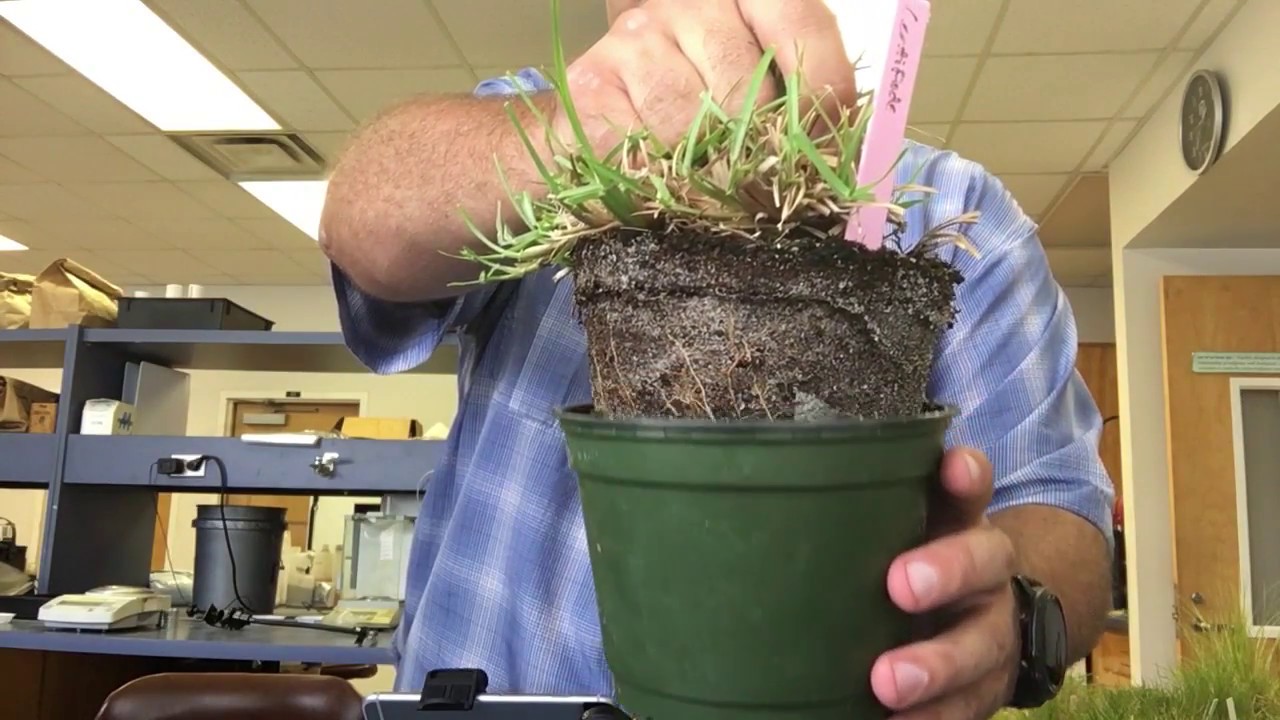 Distinguishing between centipede, carpetgrass, and St. Augustinegrass