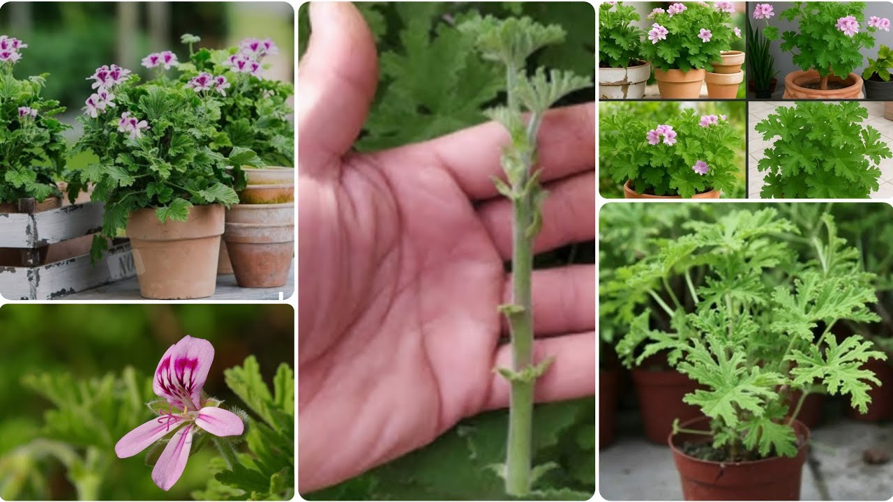 اسرار زراعة نبات عطرشة 🌱🌸🥰 من غصن إلى شجرة عطرة! [ #دليل_المبتدئين ]