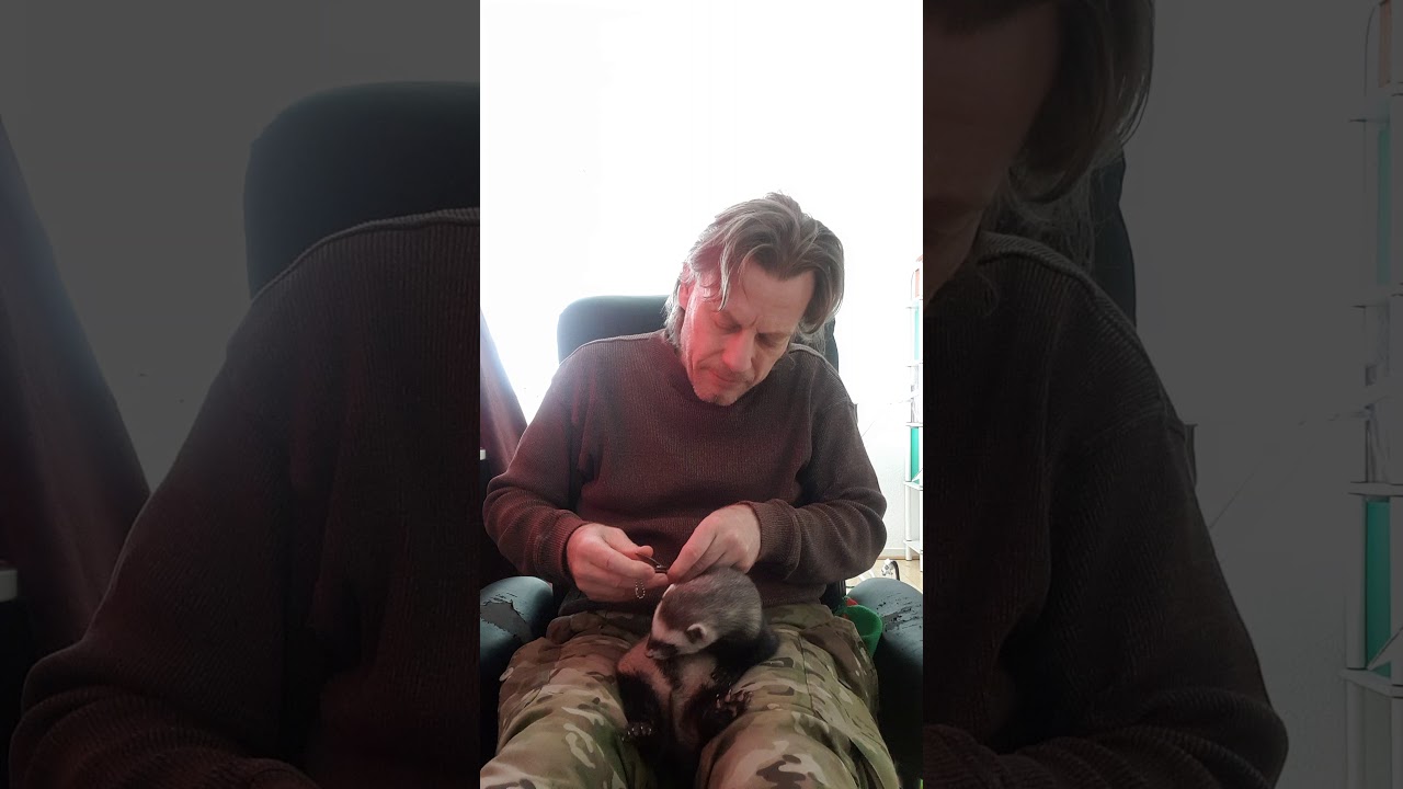 Cutting ferret nails/claws