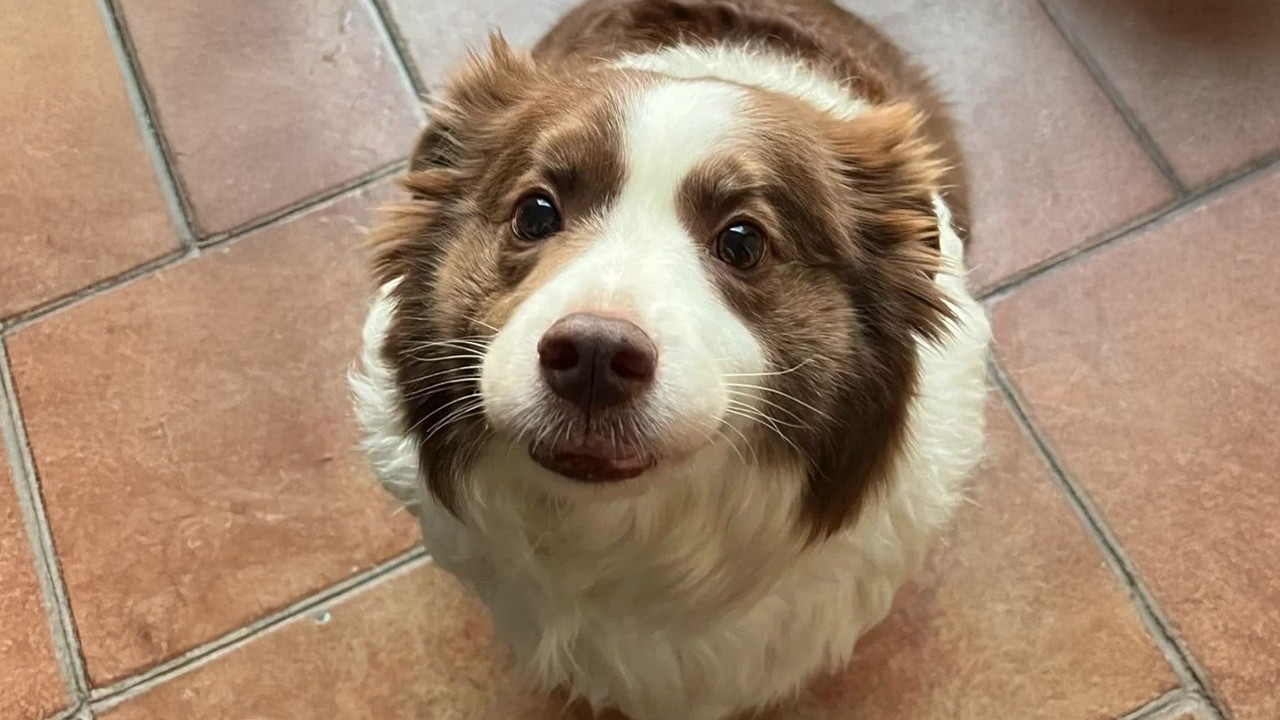 Border Collies Are So Smart&hellip; It&rsquo;s Actually Hilarious!