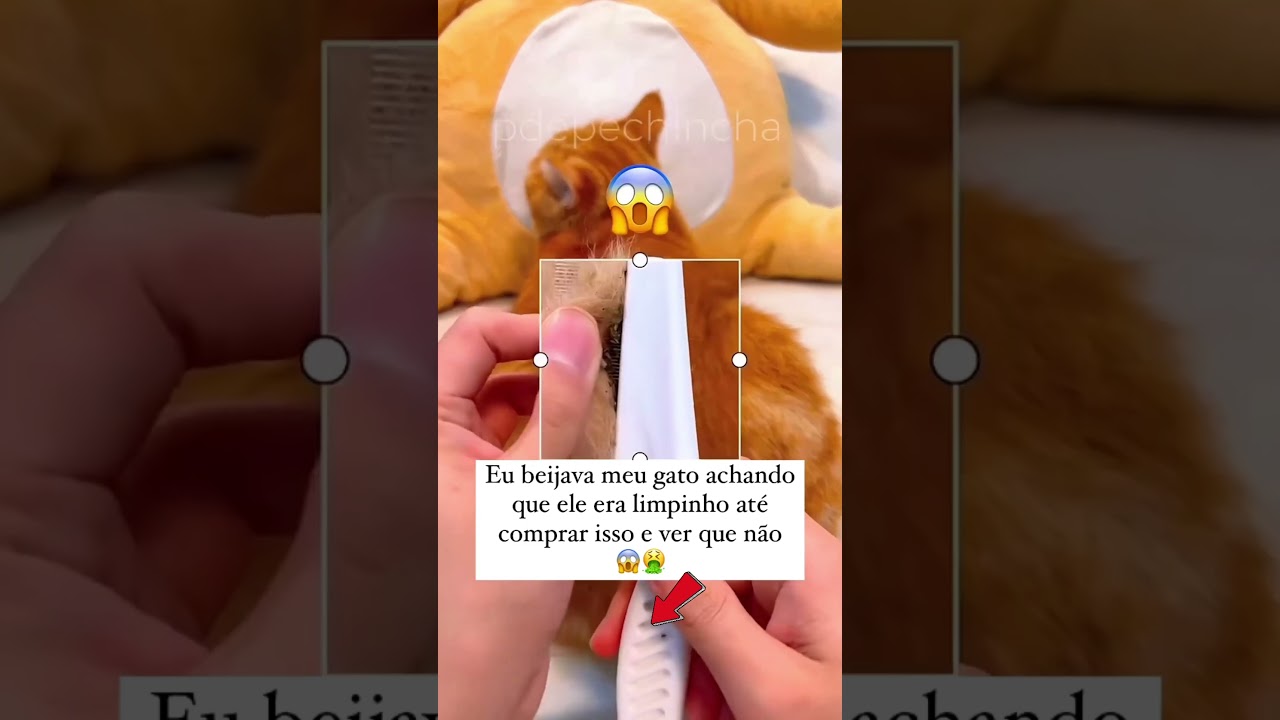 PENTE TIRA PULGA #shopee #achadinhosdashopee #pets #limpeza #gatos #cachorro #dicas #dica