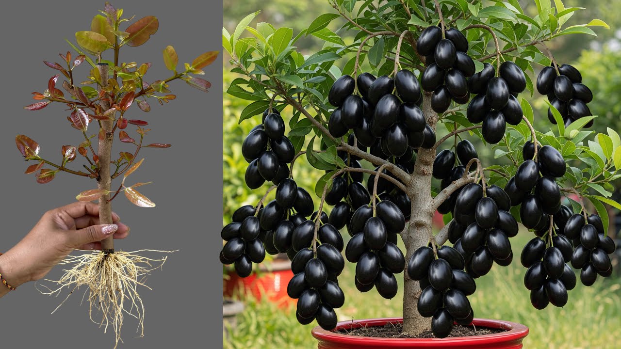 How To Propagate Java Plum Tree Cutting Faster With Aloe Vera, best idea propagating java plum tree 