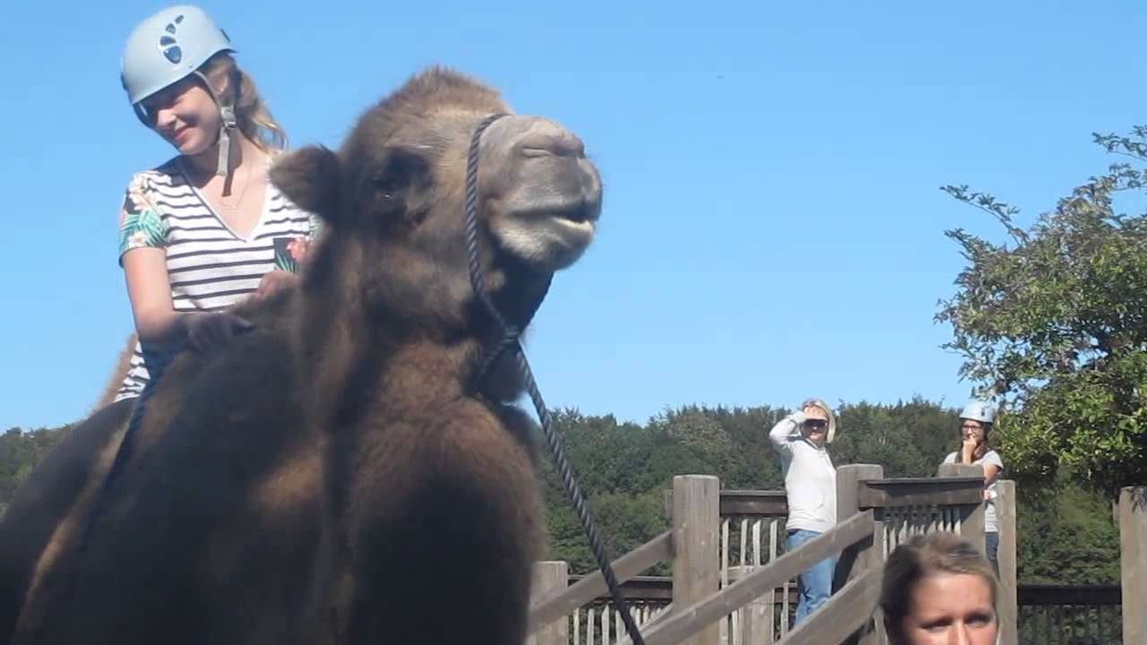 Britt riding a camel