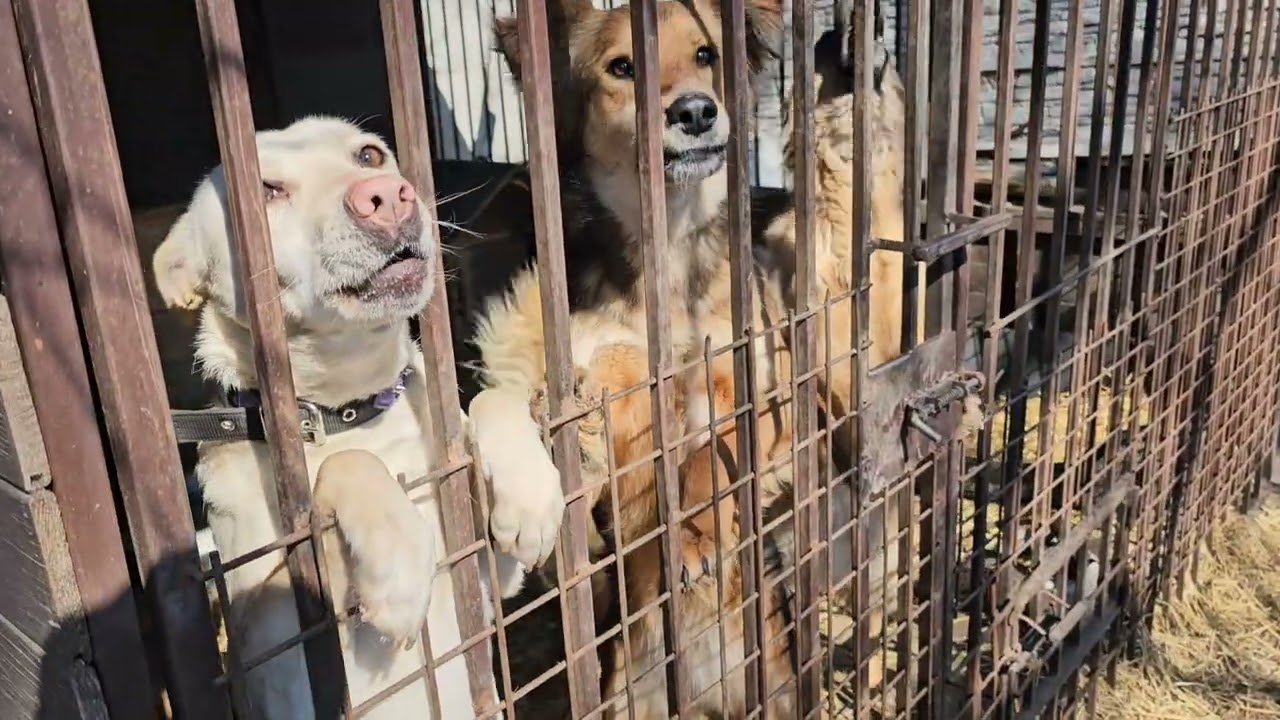 Подарки в ковчег 🐕 🐶 🦮