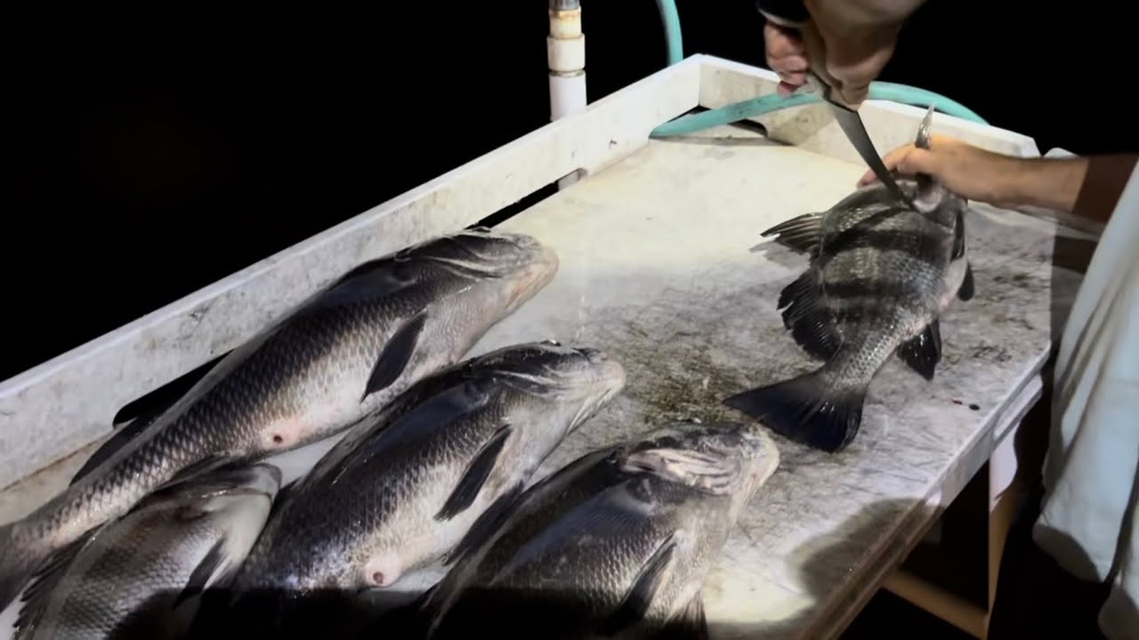 Using Oysters and Crabs to catch Big Drum (Stuart, Florida)