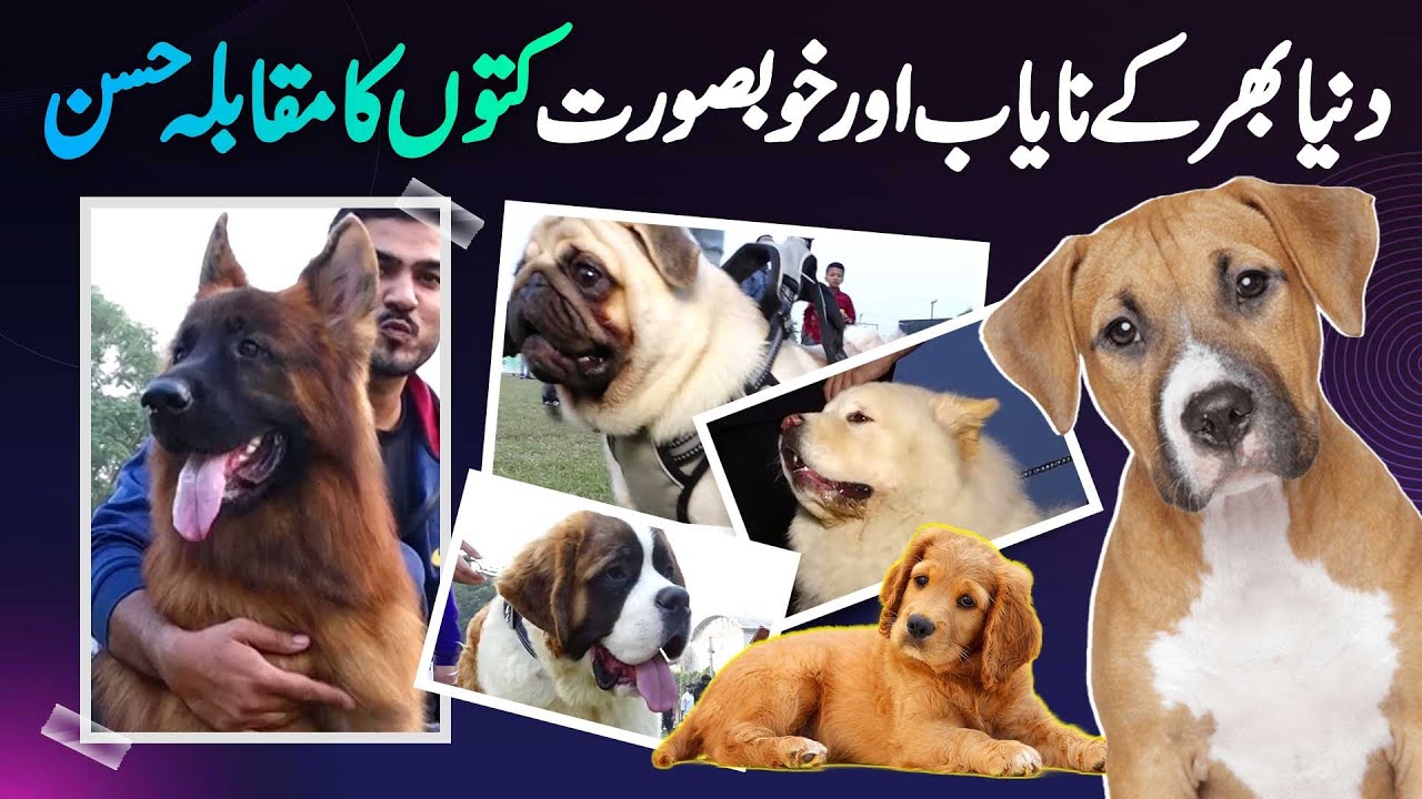 Beautiful Dog Show in Lahore & Beauty Contest of Dogs