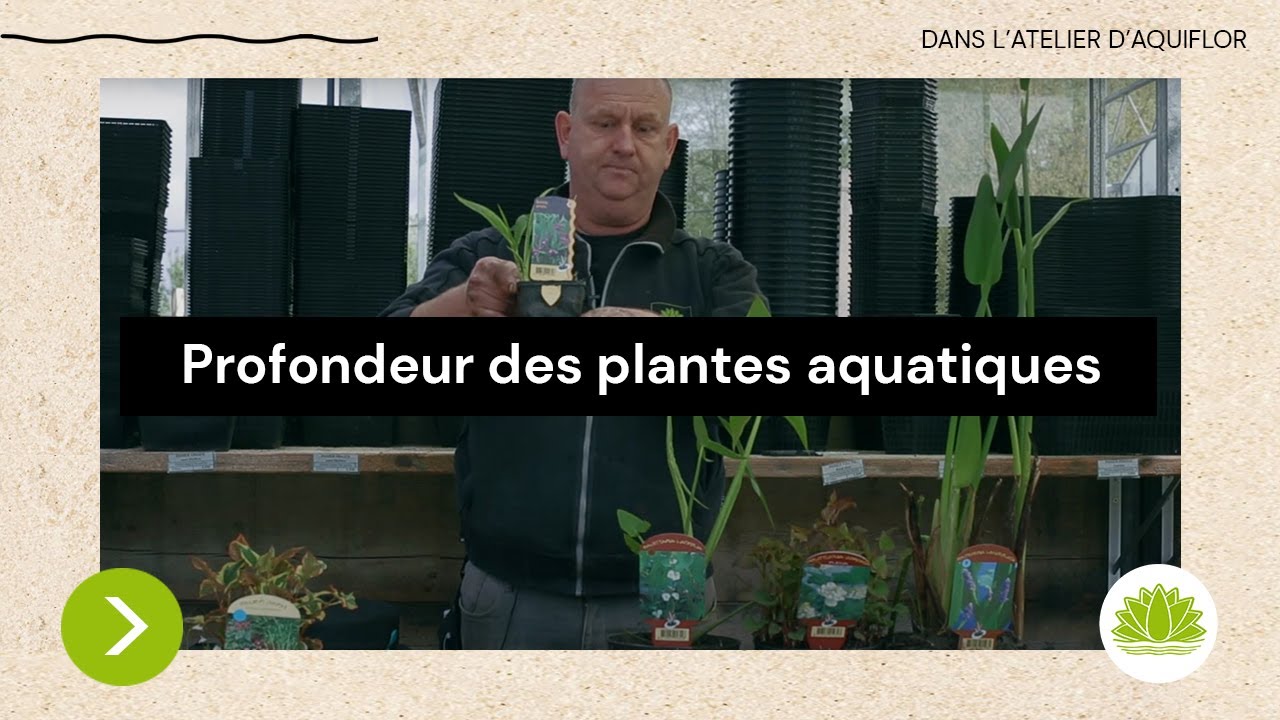 N°7 : Profondeur de plantation et Panier flottant pour votre étang / Conseils de Nicolas d'Aquiflor