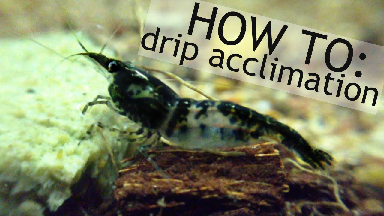 new shrimp! HOW TO: drip acclimation