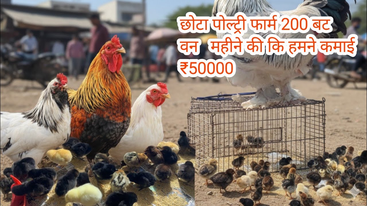 देसी मुर्गी पालन से कमाई: 200 चूजों से ₹50,000 कैसे कमाएं?#PoultryFarming #BusinessIdea#india 