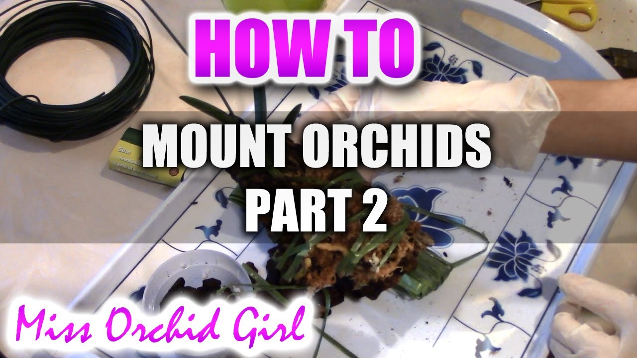 Mounting Orchids Part 2 - Mounting Renanthera Monachica
