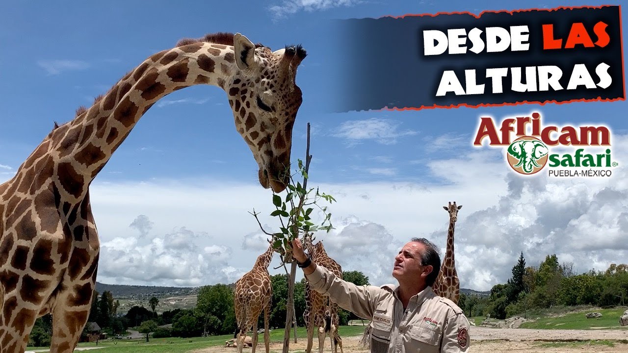 Desde las Alturas: En vivo con Jirafas y Frank Carlos Camacho desde Africam Safari