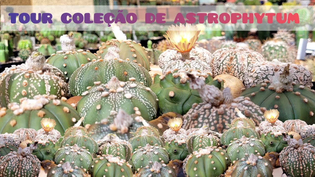Minha coleção de astrophytum. #astrophytum #cactus #cactos #jardimdecactos 