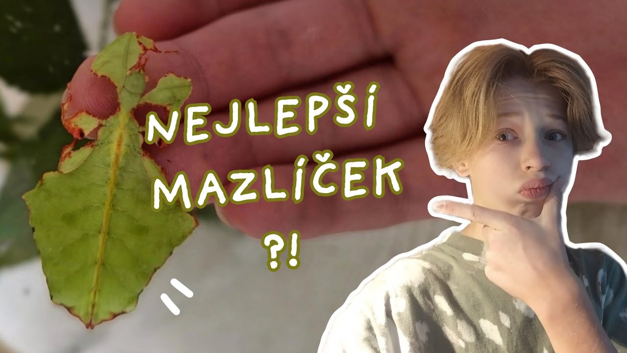 Lupenitka/strašilka🪲🌿 - sestavování ubikace