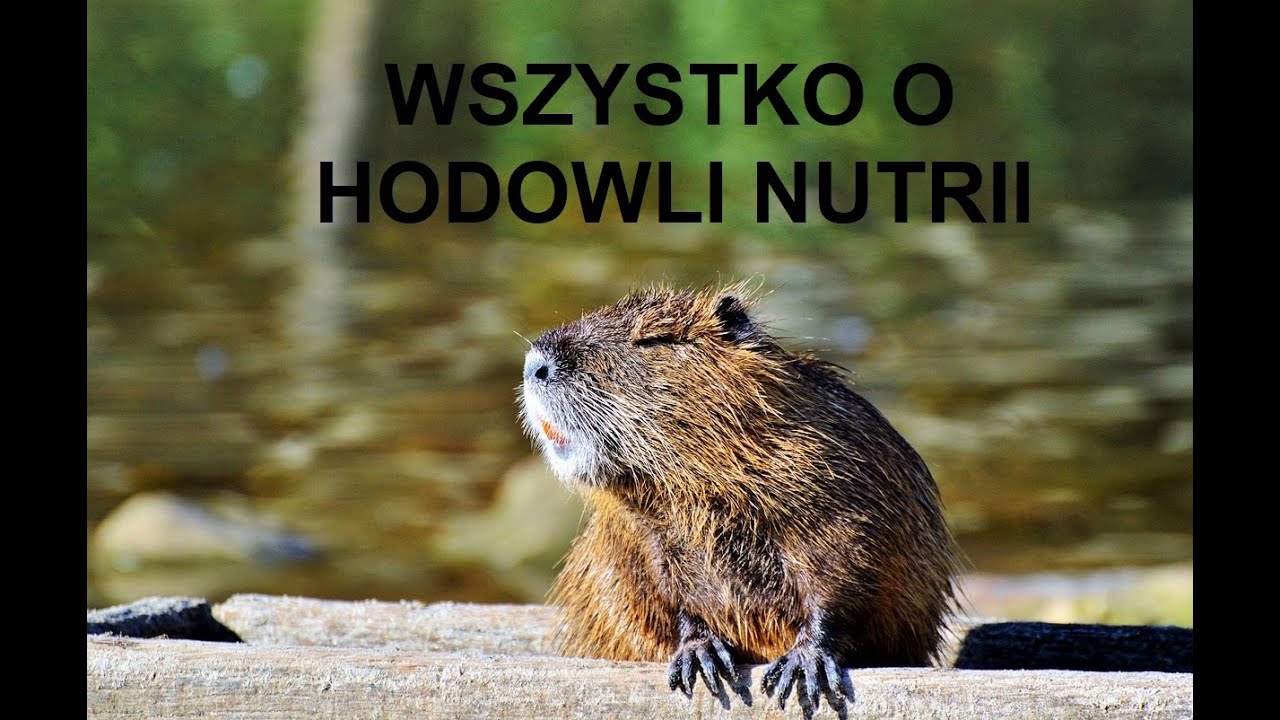 -20-  ZWIERZĘTA GOSPODARSKIE: WSZYSTKO O HODOWLI NUTRII, OPŁACALNOŚĆ, WYMAGANIA, PORADY