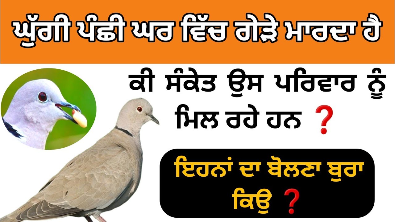 ਘੁੱਗੀ ਪੰਛੀ ਘਰ ਵਿੱਚ ਗੇੜੇ ਮਾਰਦਾ ਹੈ ਕੀ ਸੰਕੇਤ ਉਸ ਪਰਿਵਾਰ ਨੂੰ ਮਿਲ ਰਹੇ ਹਨ | #gurmatvichaar #gurbani