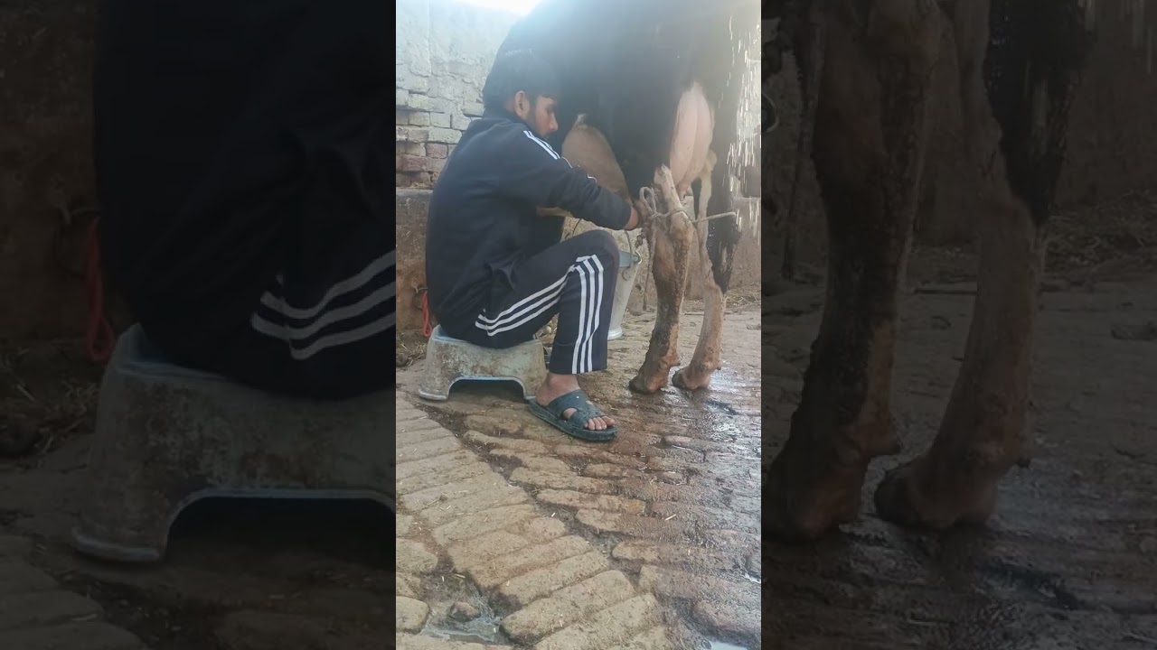 Manvir adhana dairy farm tigaon 20kg milk cow 