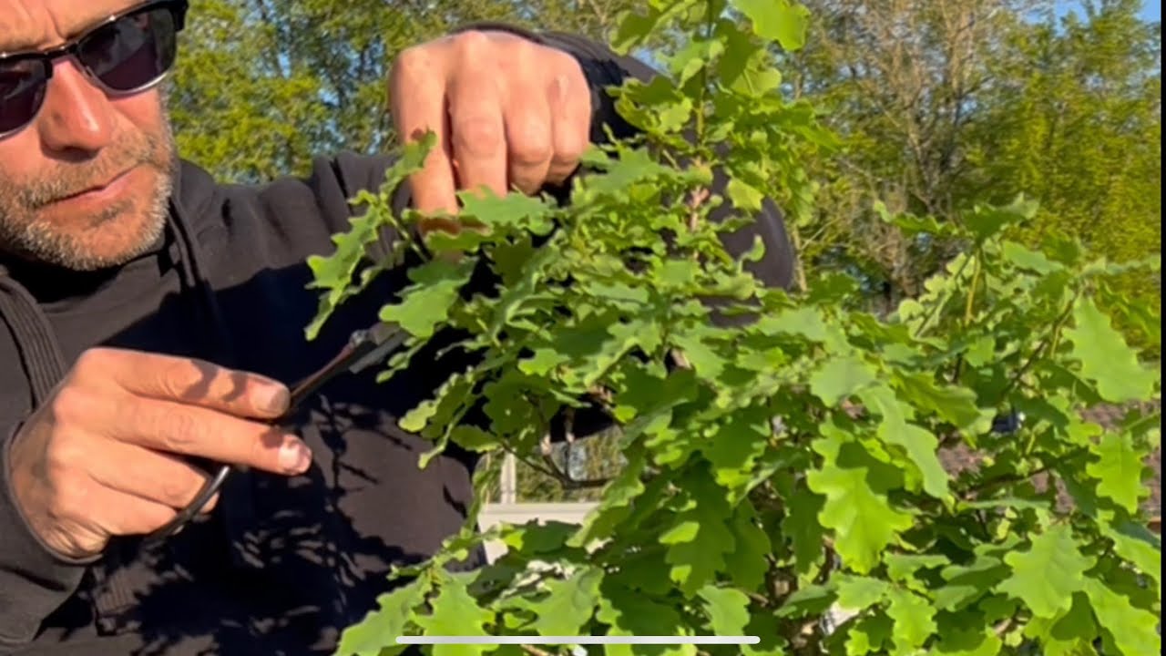🇩🇪 Energieverteilung an den Bonsai und Rückschnitt Stieleiche