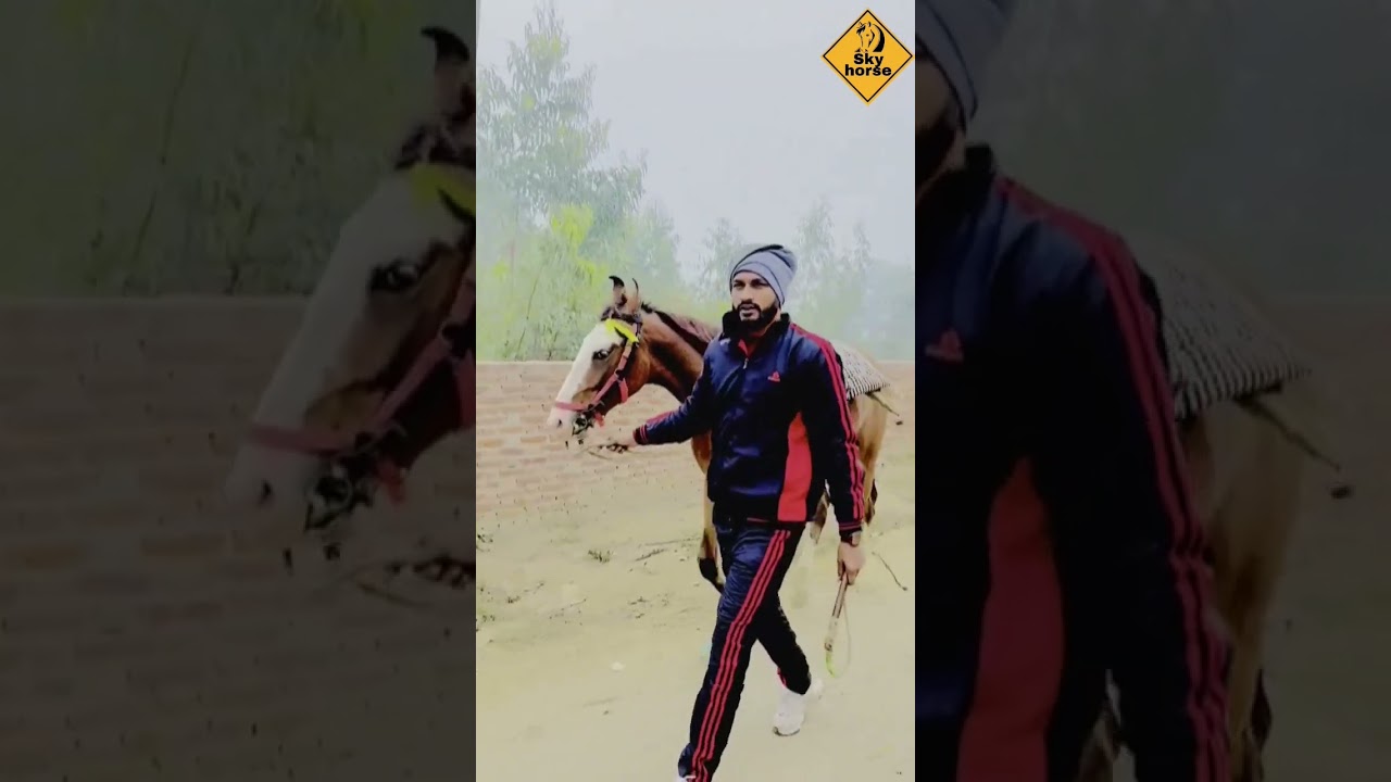 #skyhorse #horseracing #horse #indianhorsehorsemela #horselover