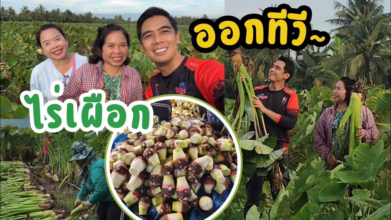 เผือกหอม | ตามเจ้เอ๋มาขุดเผือกที่ดำเนินสะดวก จ.ราชบุรี ได้ออก TV ด้วย