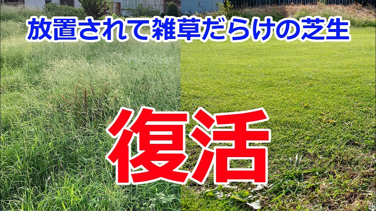 放置されて雑草だらけの芝生を復活させた年間作業