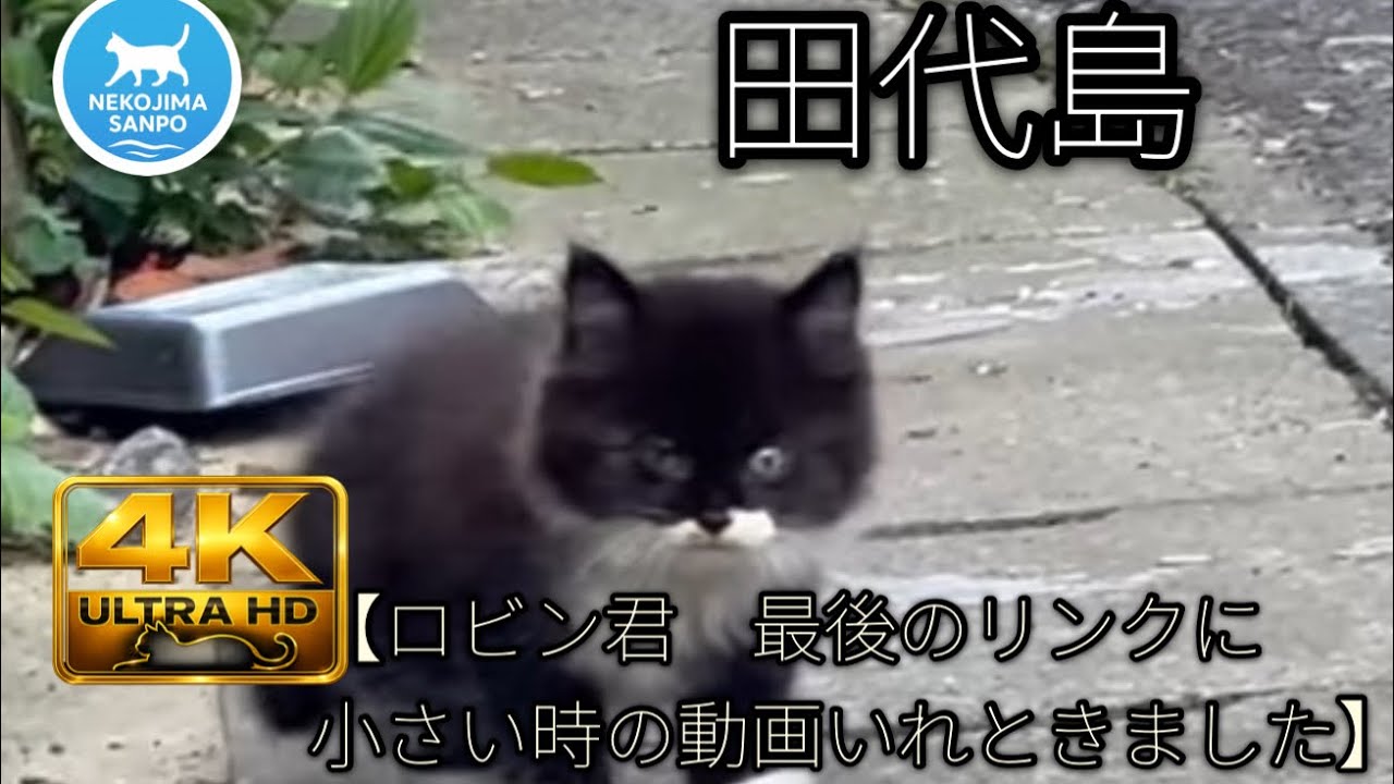 🐈 田代島⚓【ロビンくん】ポンプ小屋脇から始まる自立の跡