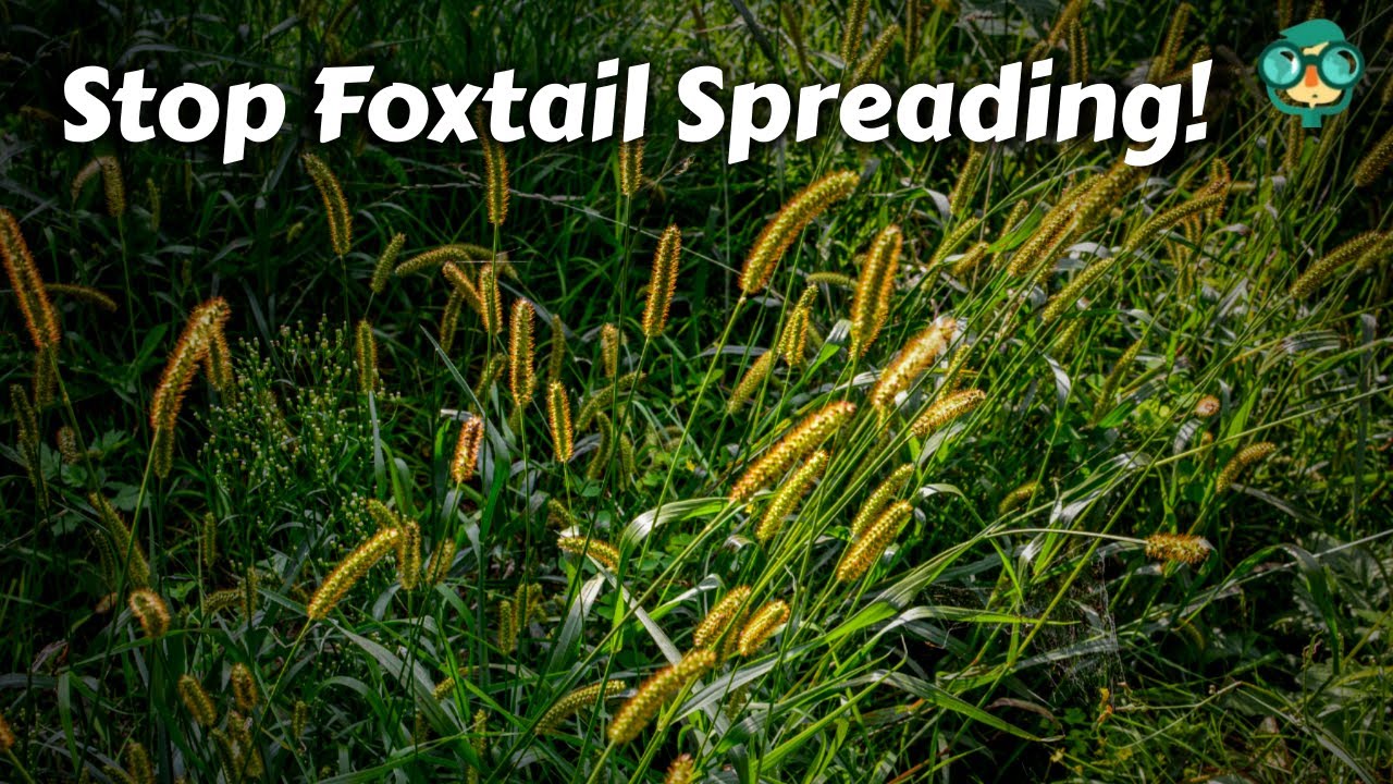 How to Get Rid of Foxtails in Pasture || How to eliminate foxtails || Foxtail  Weed Control!!