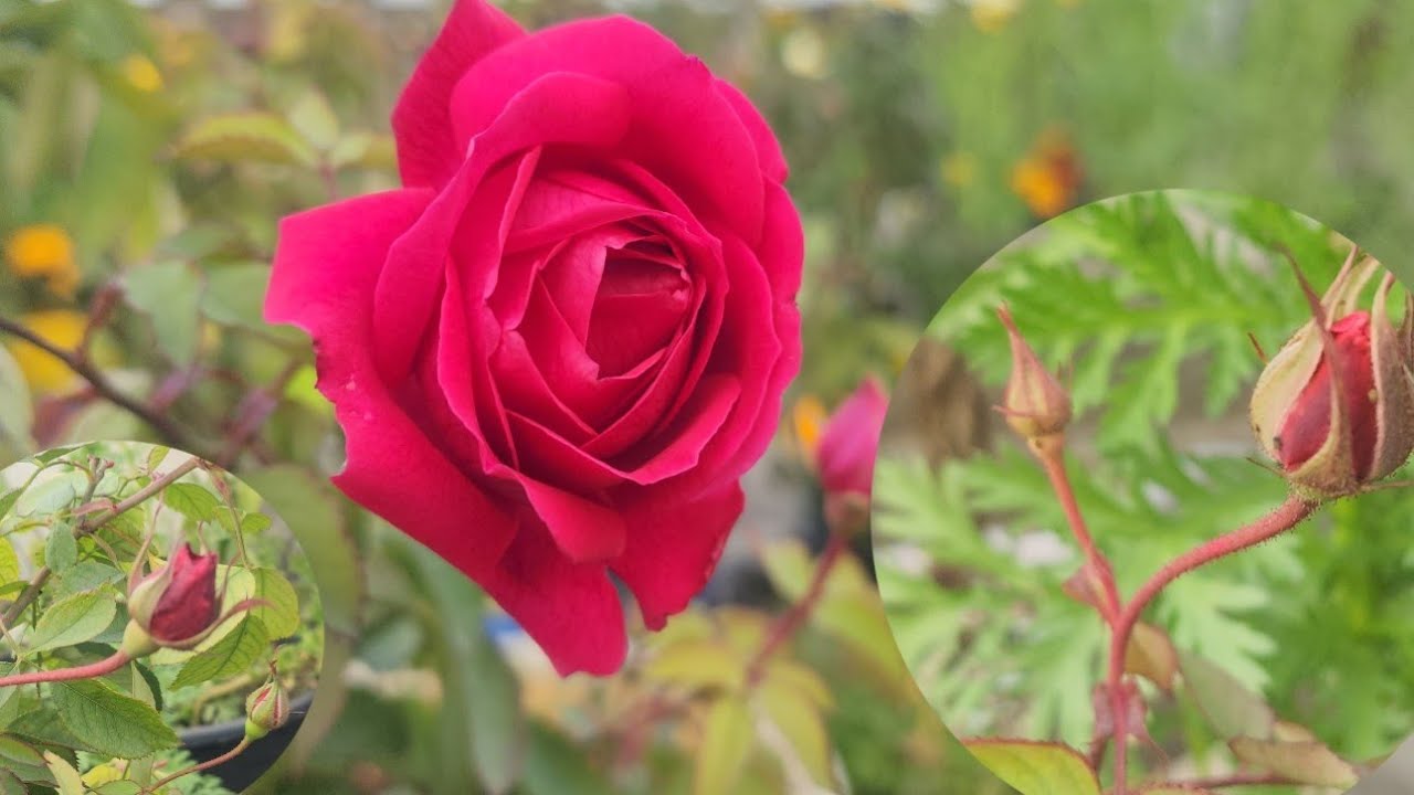 गुलाब पर कम महनत में ज्यादा फूल आयेंगे ये काम करे बडे और ज्यादा फूल पाने के लिये Rose plant 🏵 