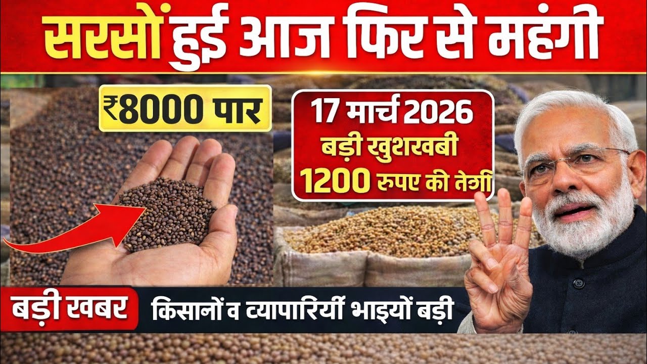 आज का सरसों मंडी भाव | सरसों ₹8000 पार 😱 | राजस्थान, हरियाणा, MP, UP सरसों रेट | आज का भाव 