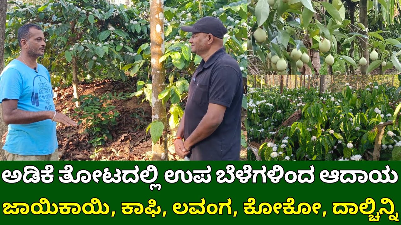 ಅಡಿಕೆ ತೋಟದಲ್ಲಿ ಉಪ ಬೆಳೆಗಳಿಂದ ಆದಾಯ | ಜಾಯಿಕಾಯಿ, ಕಾಫಿ, ಲವಂಗ, ಕೋಕೋ, ದಾಲ್ಚಿನ್ನಿ | adike tota kannada