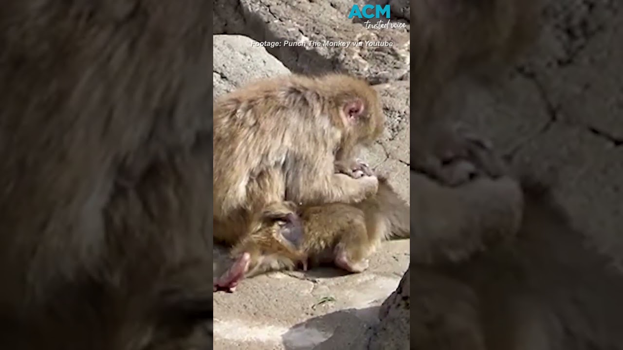 'Punch' the abandoned baby monkey finally making friends