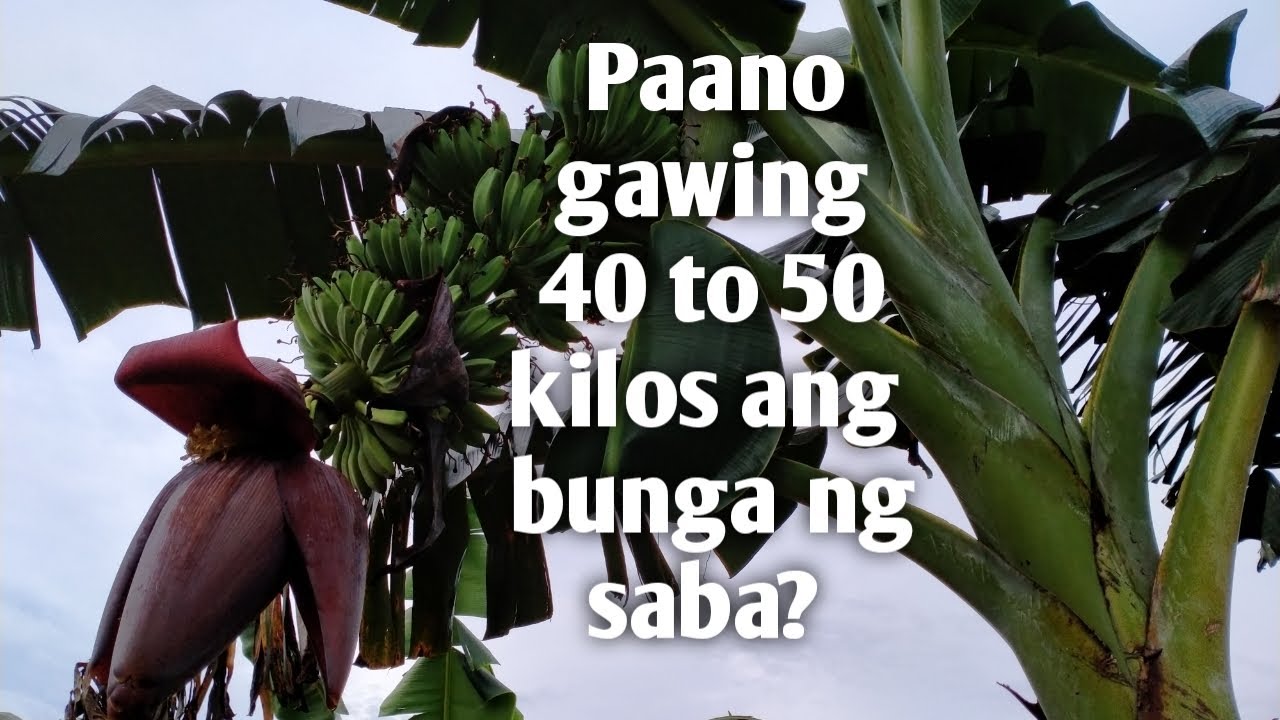 Paano gawing 40-50 kilos ang isang buwig ng saging? || How to make 40-50 kilos a bunch of banana?