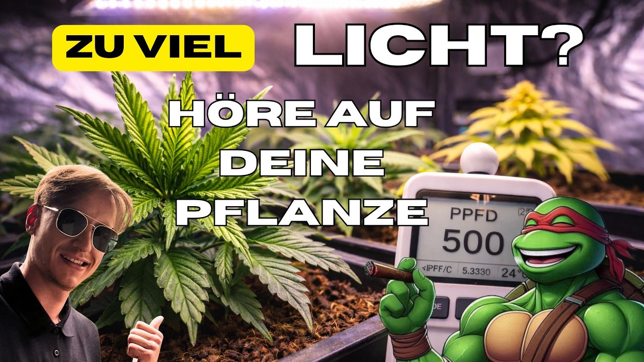 Mehr Licht ≠ besseres Wachstum – So erkennst du Lichtstress, bevor es knallt