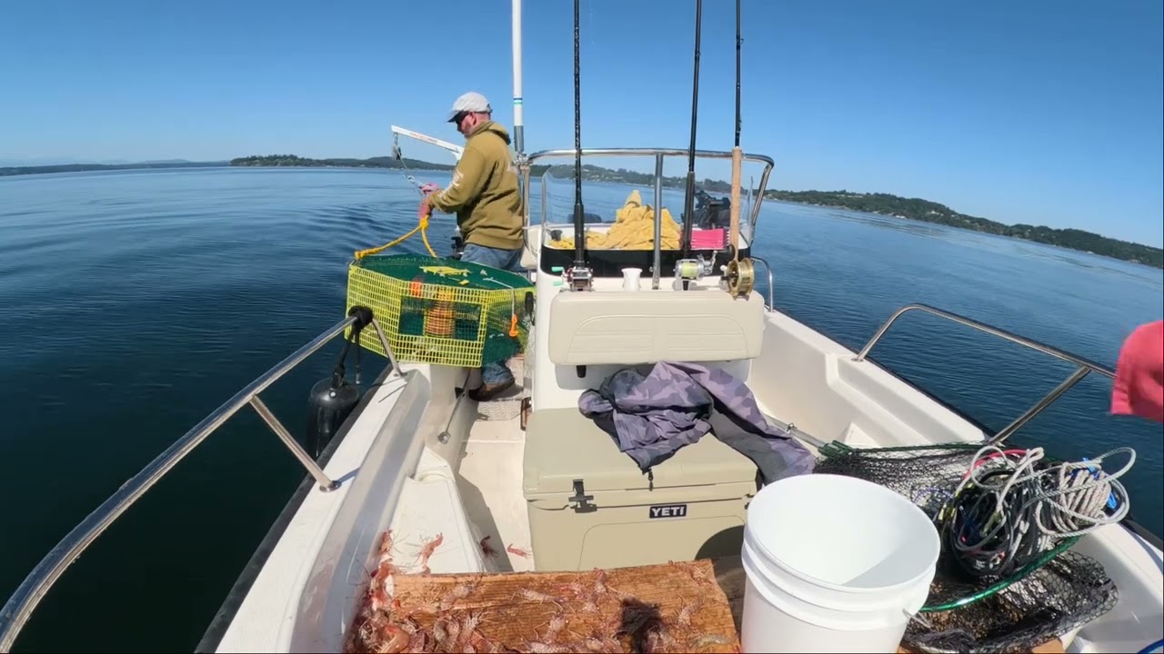 Shrimping the South Sound for coon stripe and side stripe shrimp.