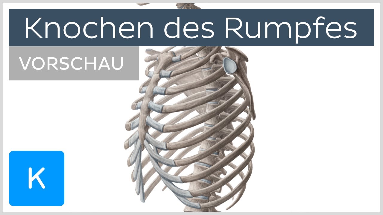 Knochen des Rumpfes (Vorschau) |&nbsp;Kenhub
