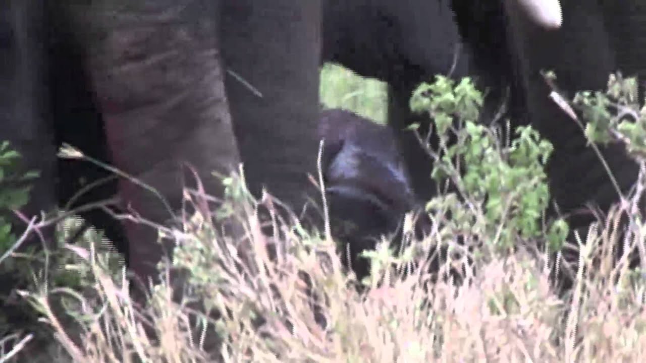 Wild Elephant Gives Birth