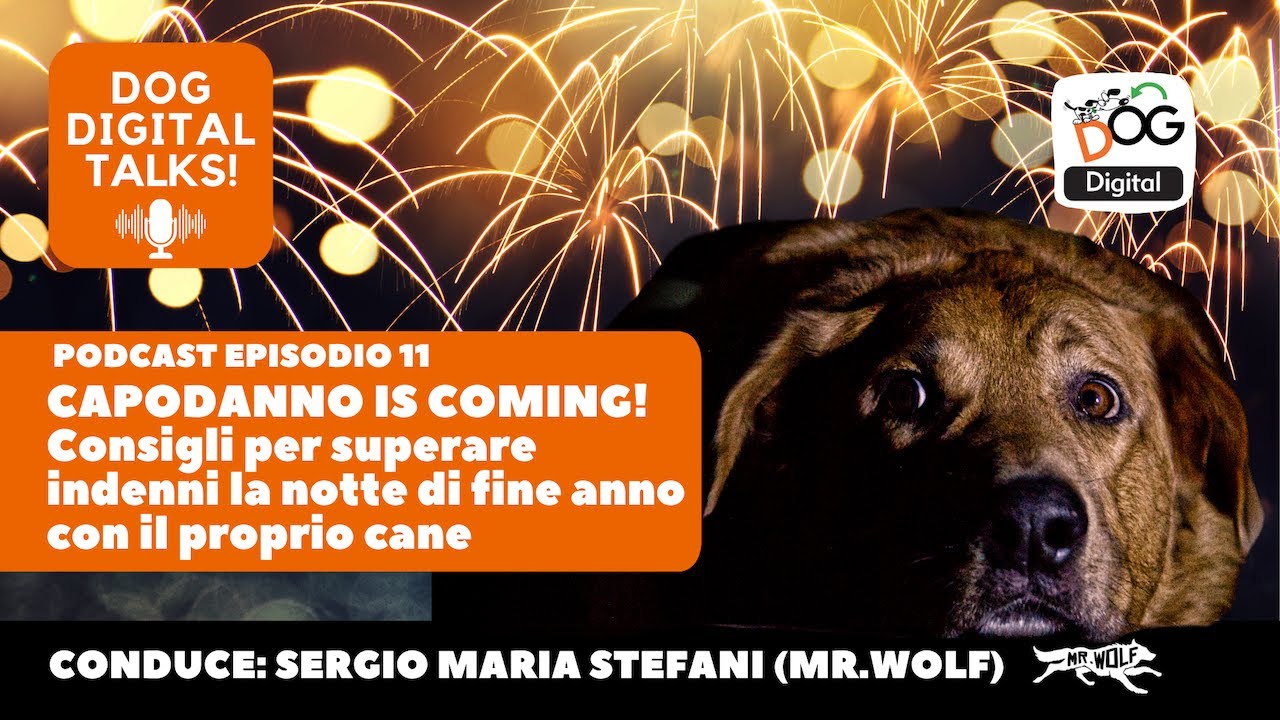 Capodanno is coming! Consigli per superare indenni la notte di fine anno con il proprio cane