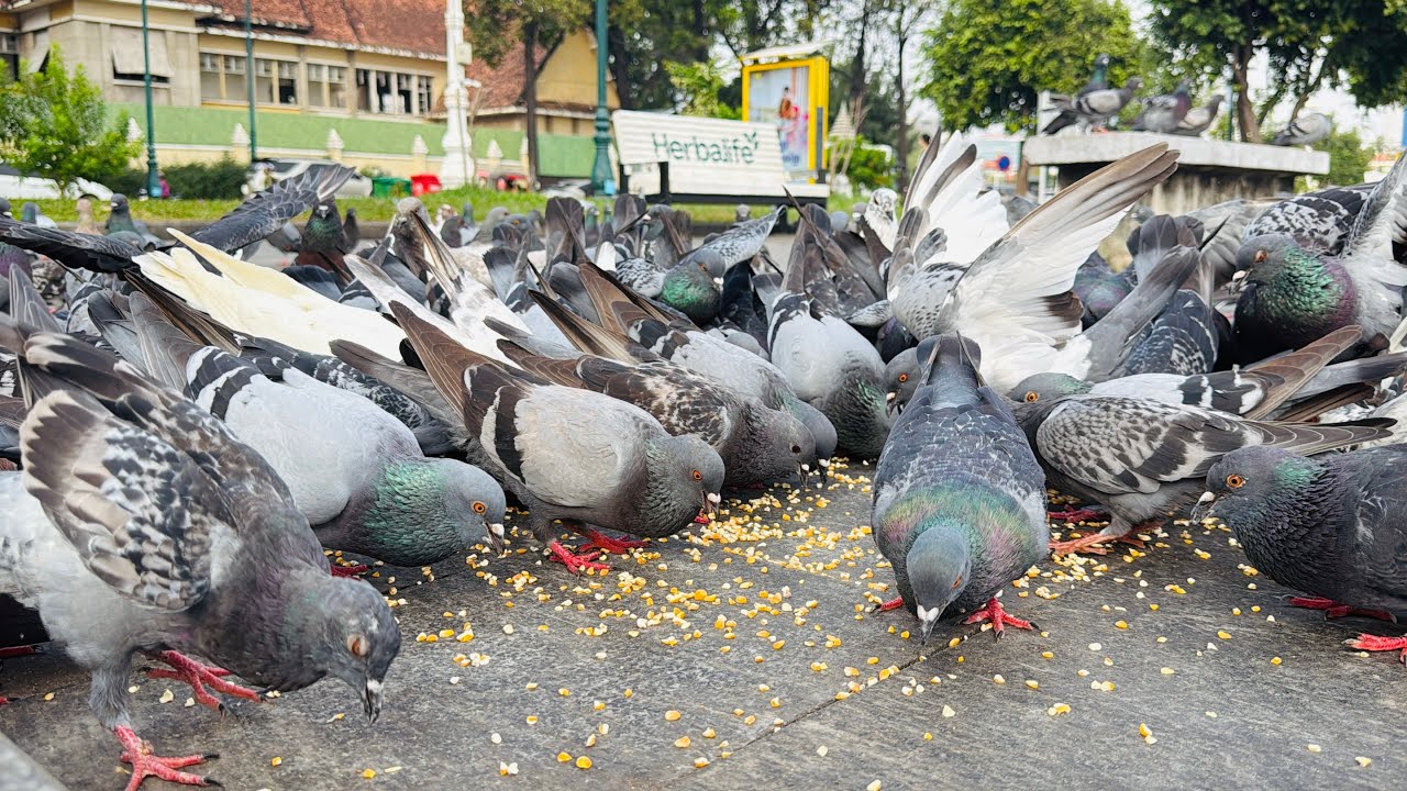 Eat a lot, pigeons.