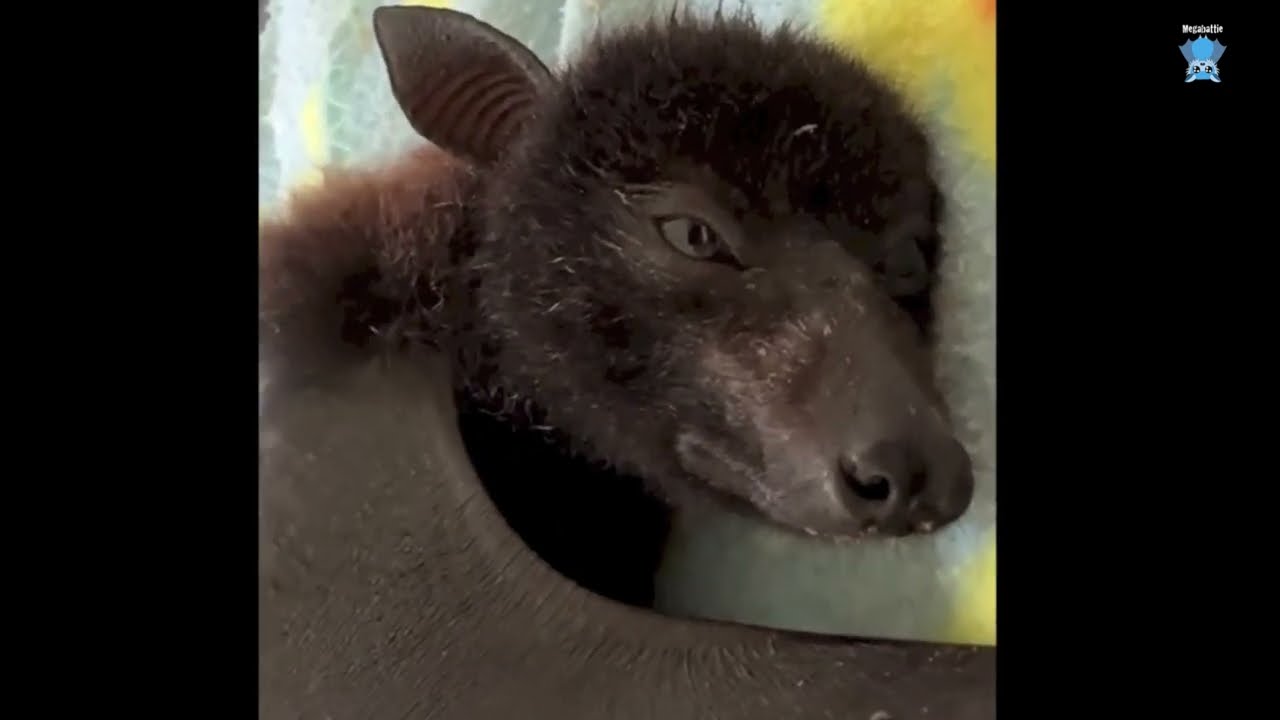 In Mandi's aviary:  Pretzel is soothed to sleep, with extras