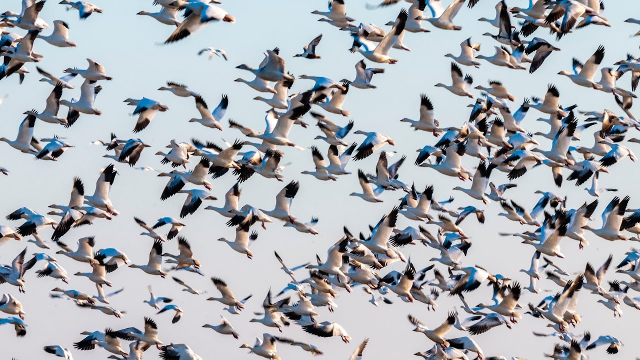 Merced National Wildlife Refuge 4K