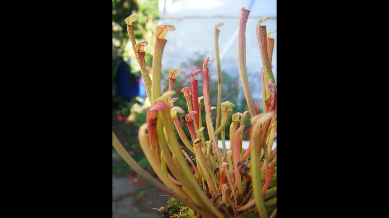 Comment réaliser vos semis de Sarracenia