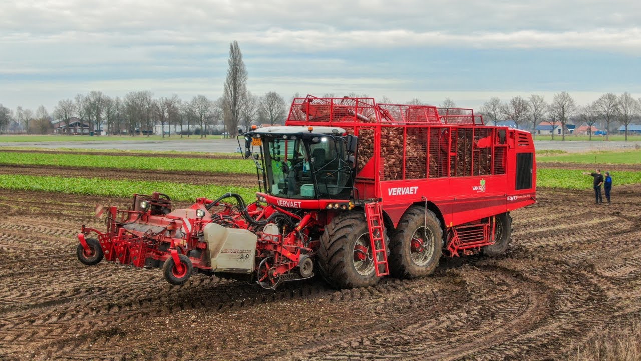 Harvesting Beets | Van Gogh - Liessel | Verveat & Fendt