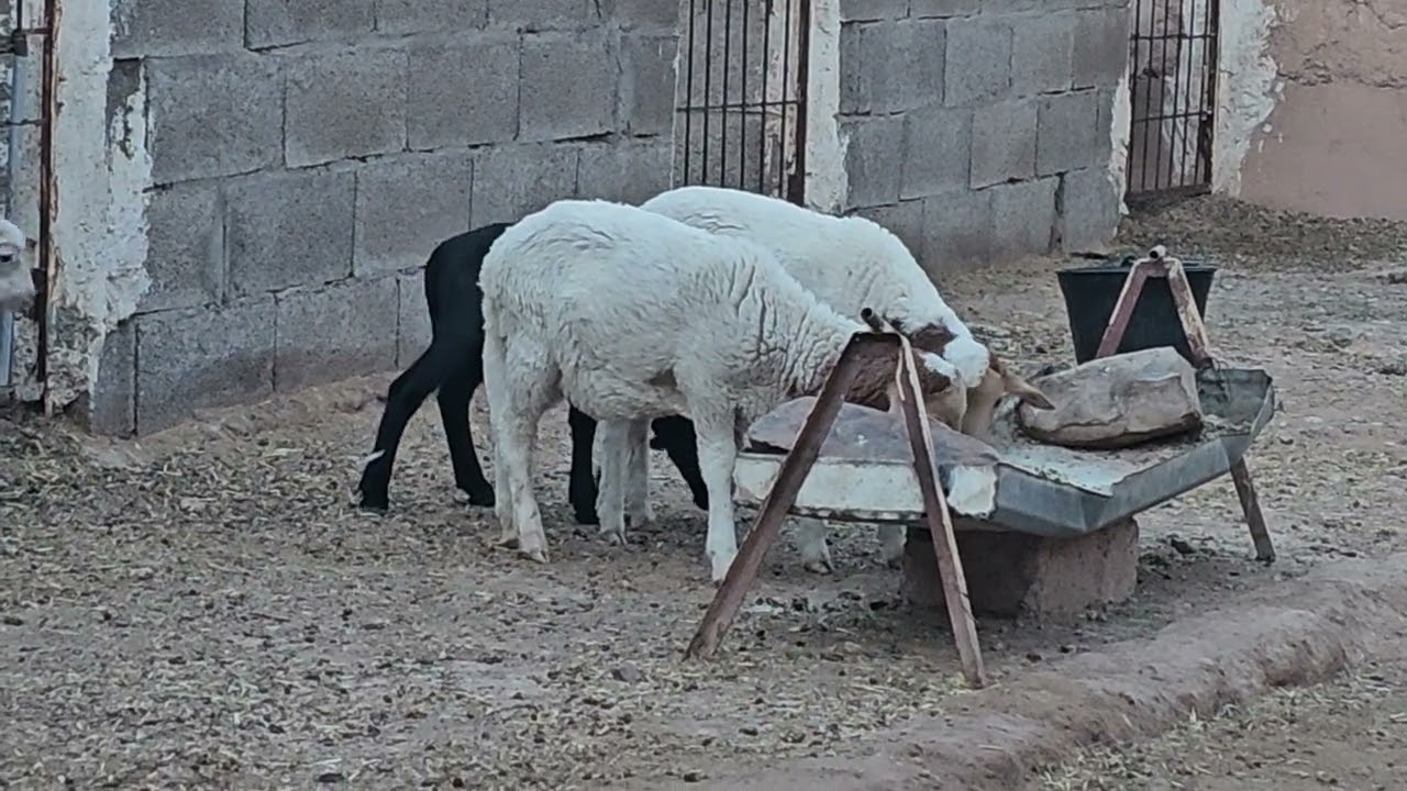 سلالة الدمان المغربية