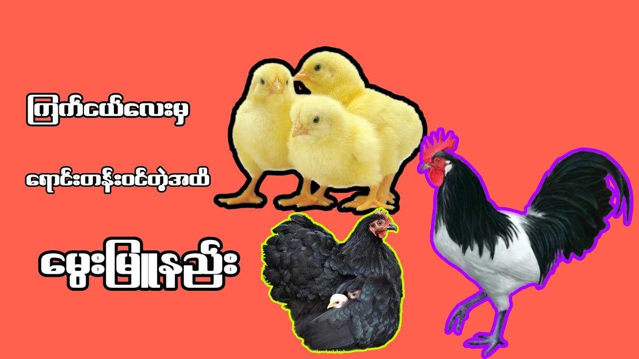 ကြက်ငယ်လေးမှ ရောင်းတန်းဝင်တဲ့အထိမွေးမြူနည်း