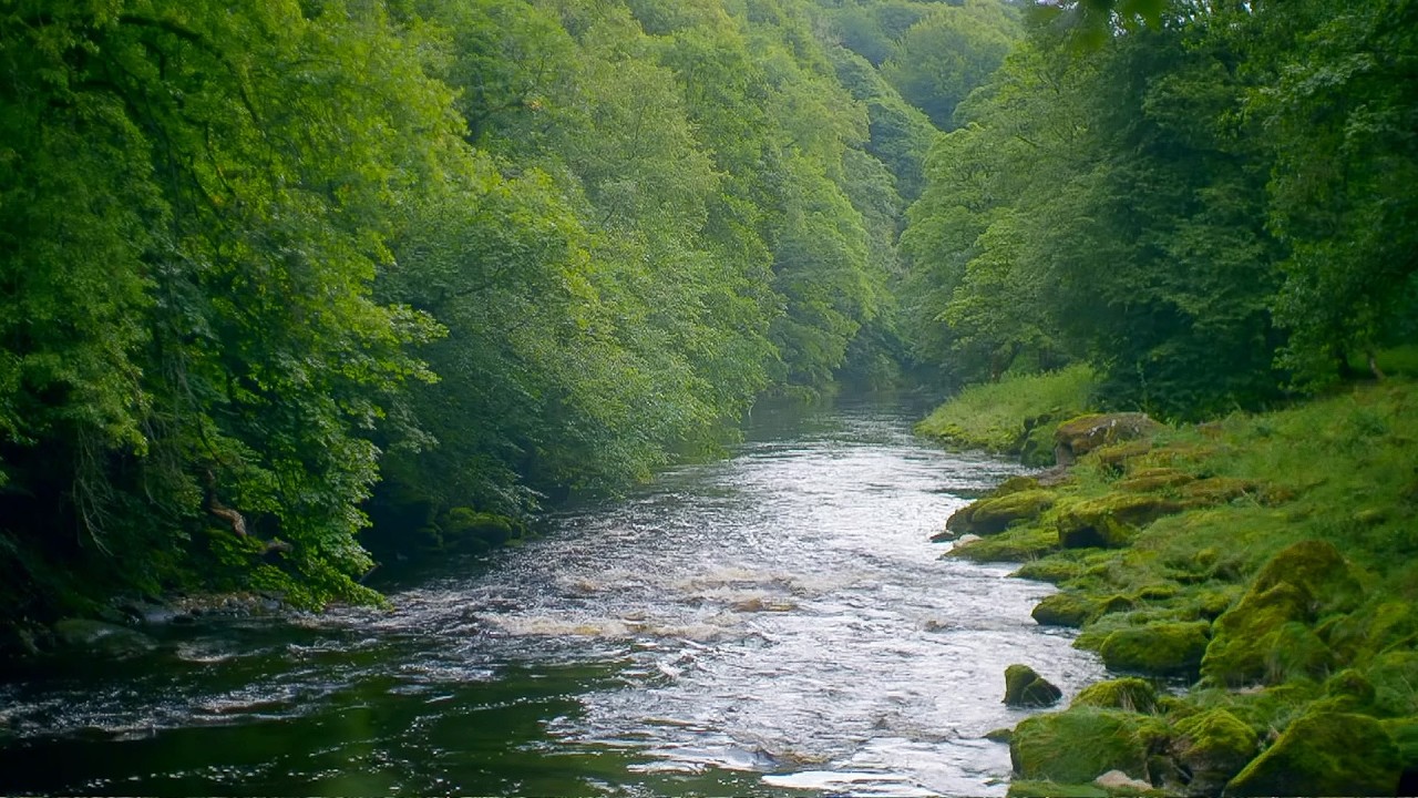 Yorkshire River Wharfe: A Hidden Haven for Wildlife (4K Documentary)