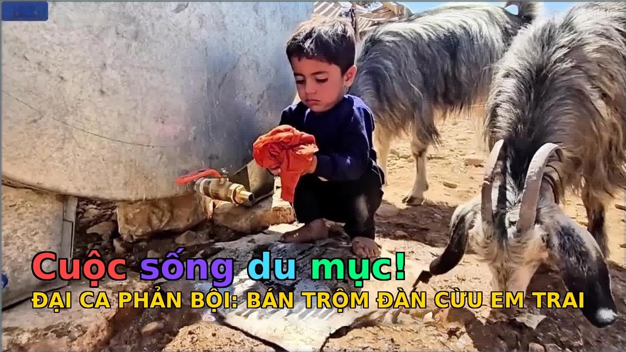 Cuộc sống của hamid và mẹ đỡ đầu của anh ấy - TẬP 685 - 706: BẠN THÂN PHẢN BỘI: Đại ca bí mật bán tr