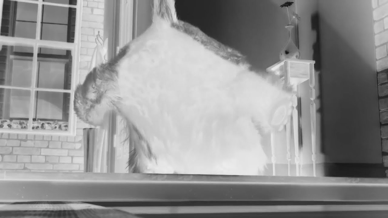Hold On! - The Secret Life Of Pets (Sponsored By:  Gamavision Csupo Effects)
