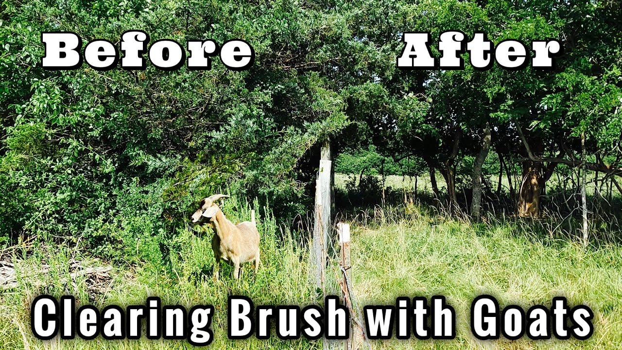Clearing Brush with Goats | Before & After