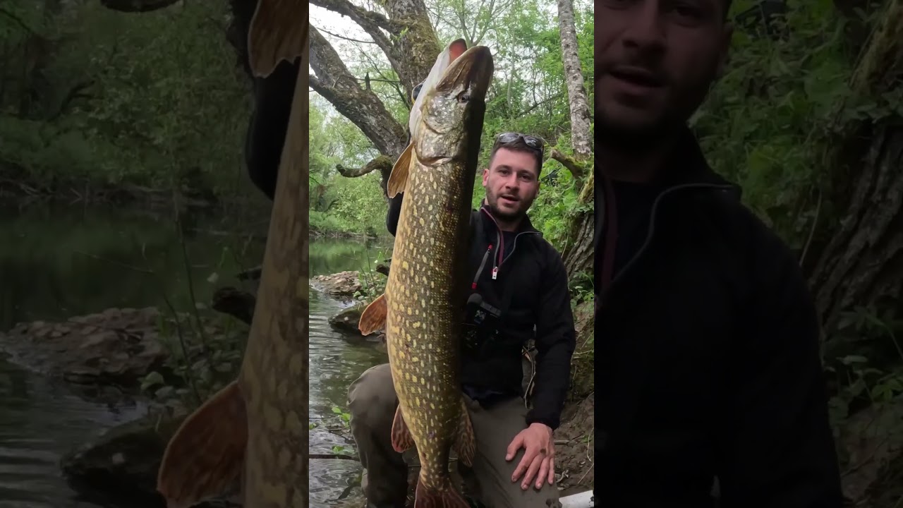 Enorme Brochet au Vif !!! #fishing #fish #fishingvideo #pike