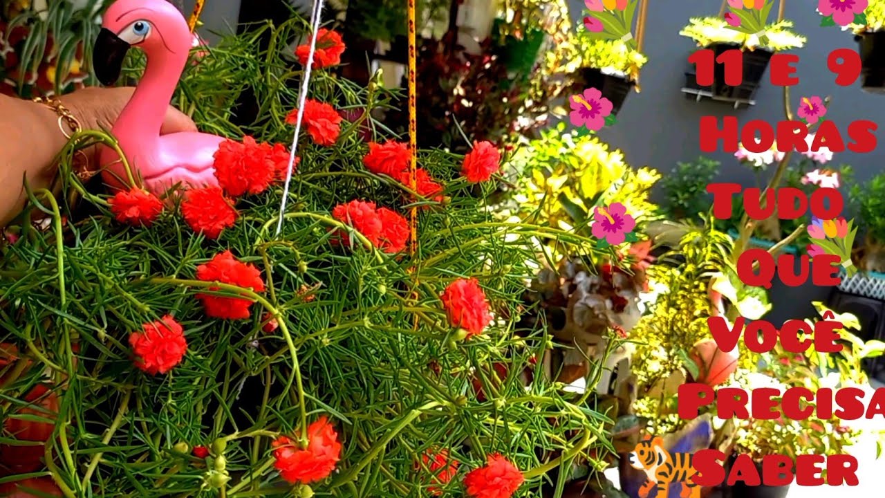COMO RESTAURAR ONZE HORAS PLANTA DE SOL!! TUDO QUE VOCÊ PRECISA SABER!!!