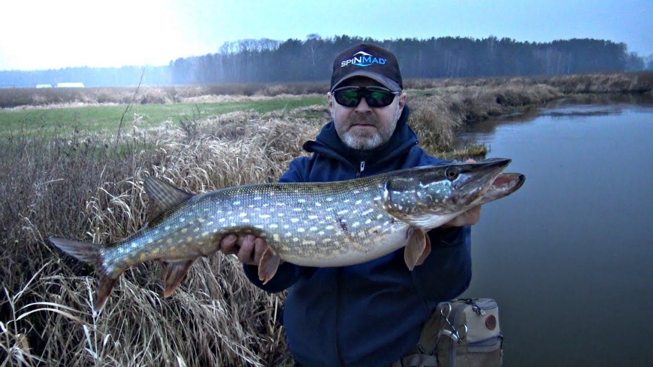 SPINMAD IMPULSE PRO | Autumn pike from a small river